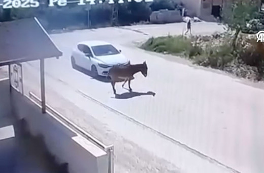 Eşeğe kasıtlı olarak çarpıp hayvana zulmetti! Kameradan kimliği belirlendi ve...