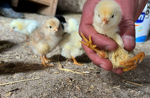 Çankırı'da yumurtadan 4 ayaklı civciv çıktı! "İlk defa karşılaştık"