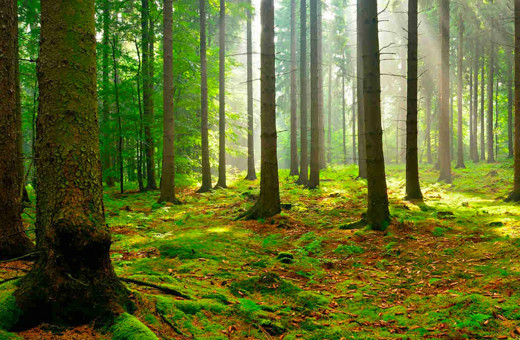Ortaya çıktı ki ağaçlar birbiriyle konuşuyormuş! Güneş tutulmasında meğerse...