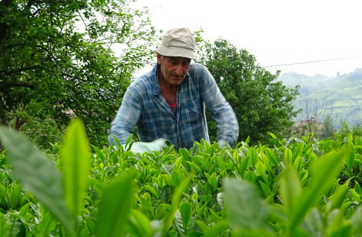 Çay fiyatlarına zam geldi: Bugünden itibaren geçerli olacak