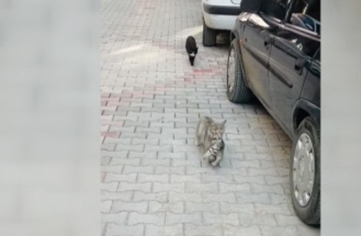 Çorum'da hasta yavrusunu veterinere getiren anne kedi videosu viral oldu