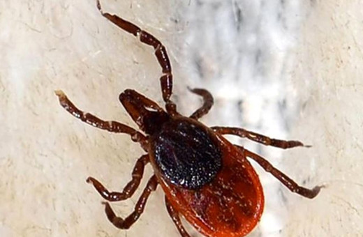 Kene vakaları! İstanbul'da KKKA görüldü mü, sakın çıplak elle dokunmayın