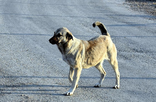 Köpeklerden kaçarken otomobil çarpan kadından acı haber