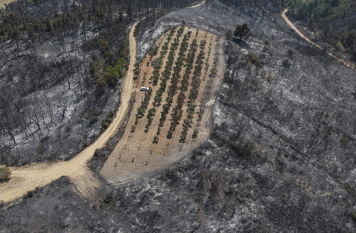 Çanakkale'deki orman yangını 150 ağaç bulunan zeytinliği teğet geçti