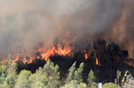 Denizli'de orman yangını çıktı!