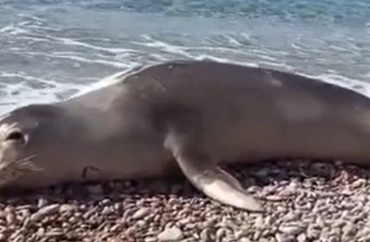 Datça'da ilginç anlar! Sahilde dinlenen foka ilgi büyük