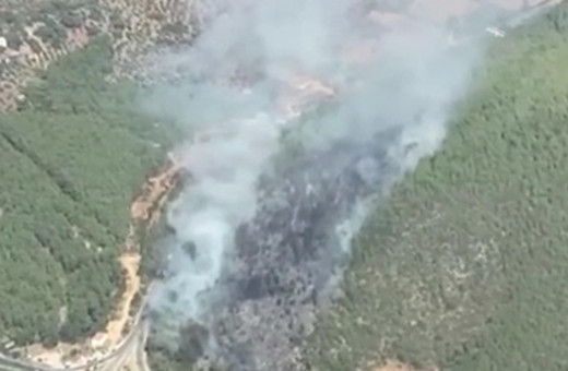 Bodrum'da orman yangını çıktı!