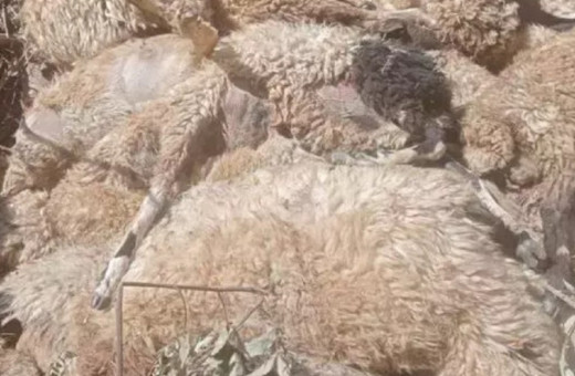 Van Çıtak'da besici hayatının yıkımını yaşadı! Dereye yönelen 333 koyun telef oldu