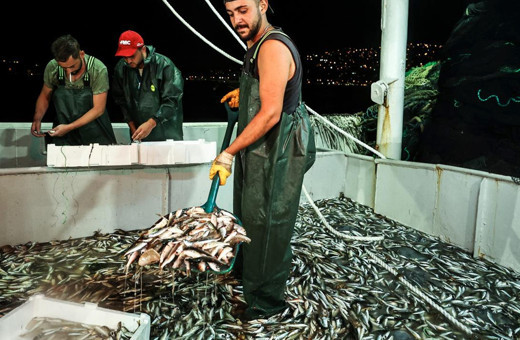 Türkiye balığa doyacak: Sofraların vitamin deposunda fiyatlar en dipte!