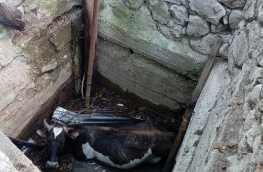 Yozgat'ta talihsiz olay! Su kuyusuna düşen inek iş makinesiyle kurtarıldı...