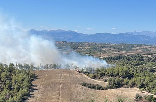 Adana'da orman yangını çıktı!