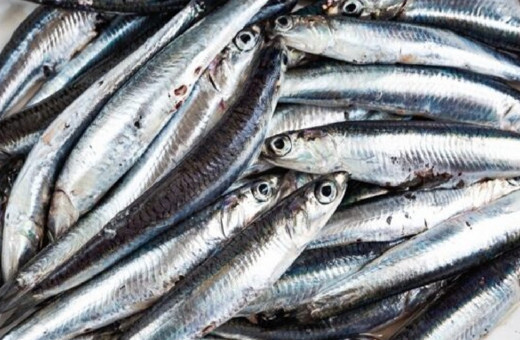 Hem balıkçı hem vatandaş mutlu! Hamsi bereketiyle yüz güldürdü