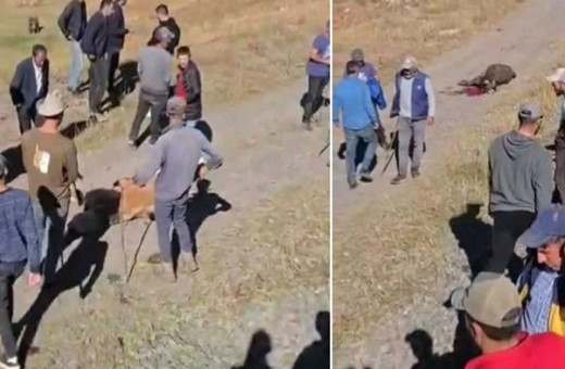 Kars'ta önlem alınmadı! Yük treninin çarptığı 5 büyükbaş hayvan telef oldu