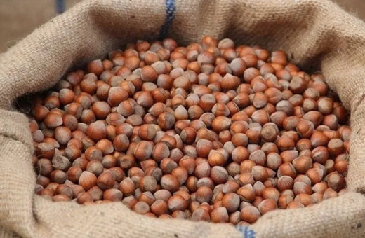 Türkiye fındık ihracatından 9 ayda 1,6 milyar doları aşkın gelir sağladı