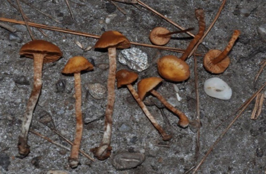 Aydın'da mantar yedikten sonra fenalaşan çiftten koca öldü, karısı hastaneye kaldırıldı