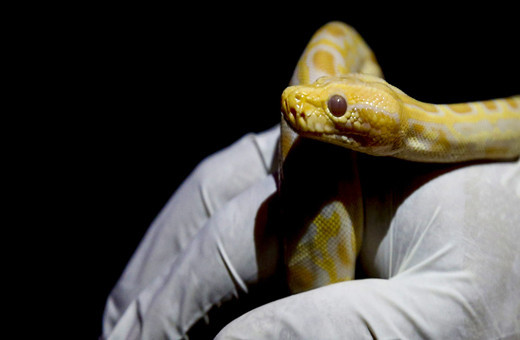 Asayiş kontrolü sırasında ilginç olay! Cebinden piton çıktı