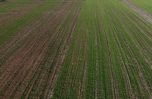 İzmir'de tarlada el bombası bulundu