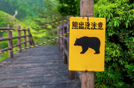 Japonya'nın başı ayılarla belada! Ayı saldırılarıyla mücadele etmek için lisanslı avcıların işe alınması planlanıyor