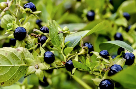 Niğde'de "güzelavrat" otundan zehirlenen 11 kişi hastaneye kaldırıldı