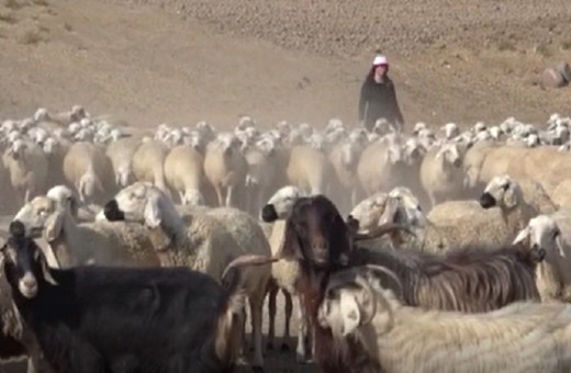 Gıda mühendisi genç kadın devlet desteği ile başardı! Tam 250 hayvana ulaştı