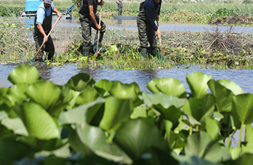 Belediye personeli su sümbüllerinin temizliği sırasında hayatını kaybetti