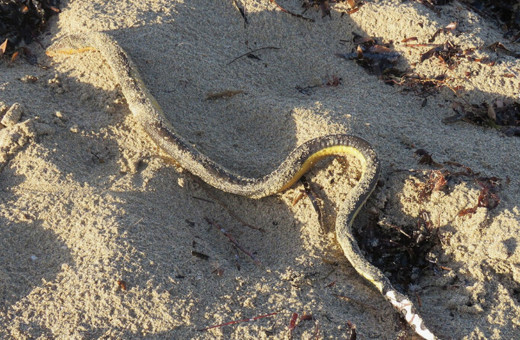 Deniz yılanları kıyıya vuruyor! O görüntüler herkese şaşkınlık verdi