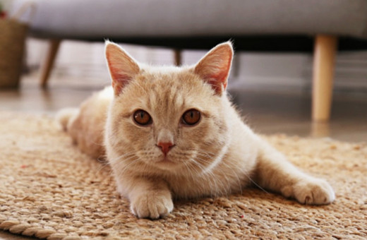 Evde kedisi besleyenler dikkat! Bu hareketi yapıyorsa...