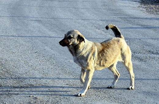 Şikayet yağdı! Sahipsiz köpekler ekipler tarafından toplanıyor