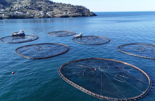 Ordu'da kafes balıkçılığı yöntemiyle üretilen balıklardan 2 ton ihraç edildi...
