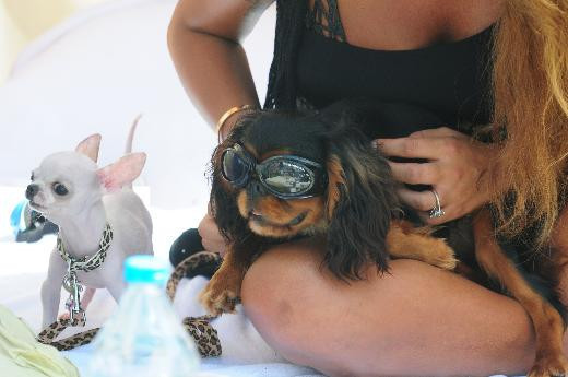 Süreyya Yalçın ve köpeği aynı kafa - Resim: 3