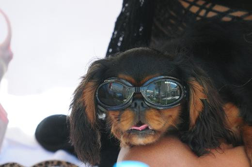 Süreyya Yalçın ve köpeği aynı kafa - Resim: 4