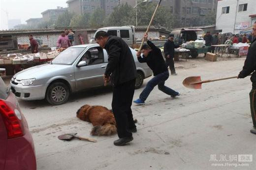 60 kişi bir köpeği böyle katletti - Resim: 1
