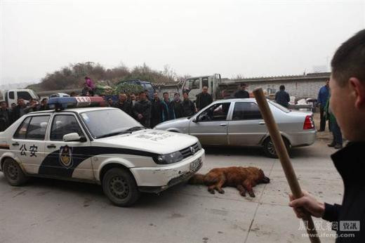 60 kişi bir köpeği böyle katletti - Resim: 2