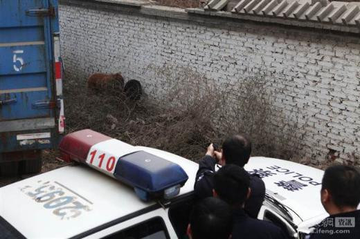 60 kişi bir köpeği böyle katletti - Resim: 4