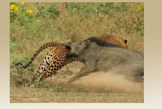 Leopar domuzla kapışınca... - Resim: 1