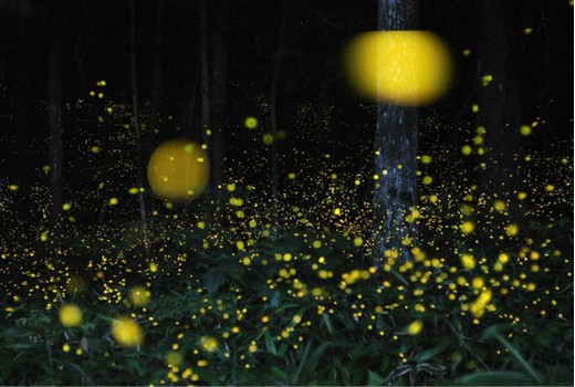 Ateş böceklerinin büyüsü - Resim: 1