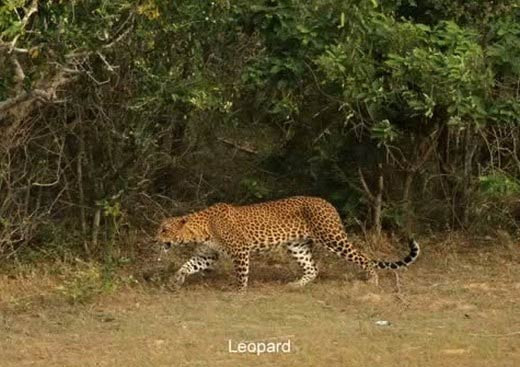 Leopar domuzla kapışınca... - Resim: 2