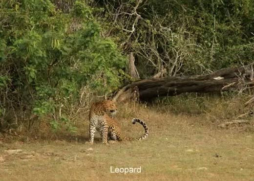 Leopar domuzla kapışınca... - Resim: 3