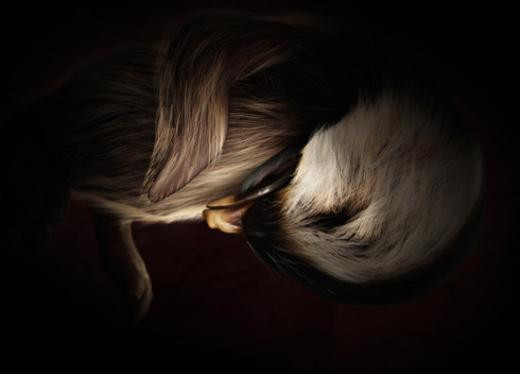 Hayvanları hiç böyle görmediniz! - Resim: 3