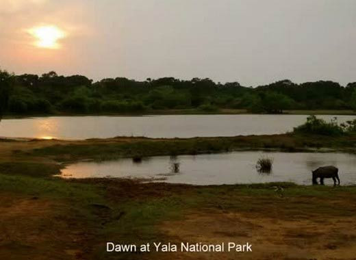 Leopar domuzla kapışınca... - Resim: 4