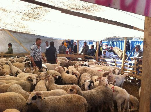 Şenlendirici ailesi Kurban pazarında - Resim: 2