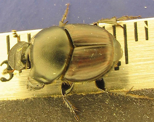 En güçlü böcek - Resim: 3