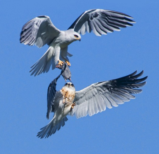 Gökyüzünde av mücadelesi - Resim: 2