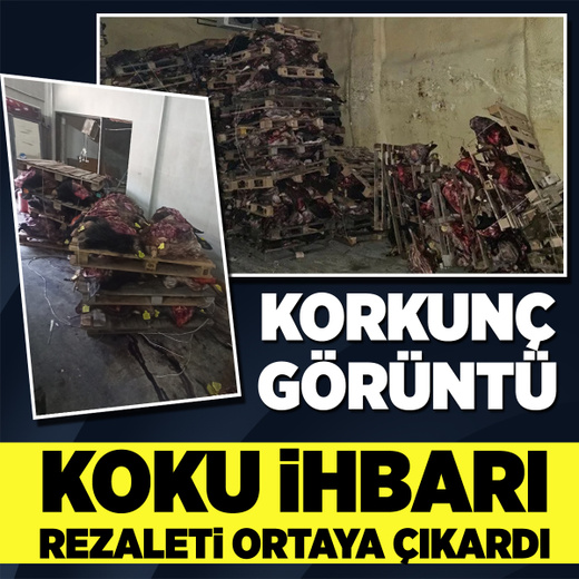 Bursa'da korkunç görüntü! Çürümüş hayvan kafaları...