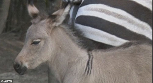 Kromozom mucizesi 'Zeşek' görenleri şaşırtıyor - Resim: 1