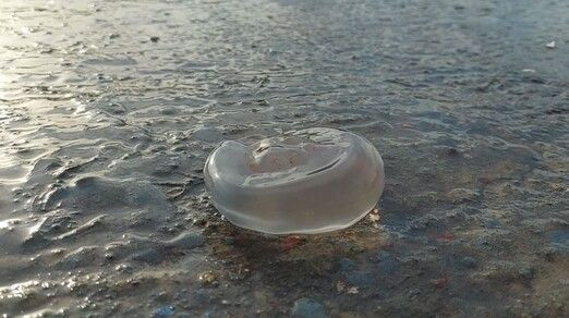 Sakın dokunmayın! Marmara Denizi'ni istila etti: Vücuda temas ettiğinde... - Resim: 2