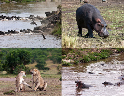 Tam timsaha yem olmak üzereyken... - Resim: 1