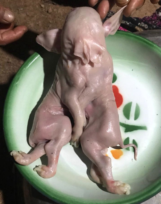 Dünya onu konuşuyor ama onlar buna tapıyor - Resim: 1