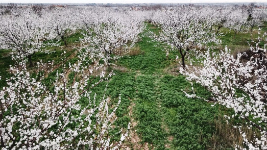 Malatya'da kayısı ağaçları çiçek açtı düğün fotoğraflarının mekanı oldu - Resim: 1