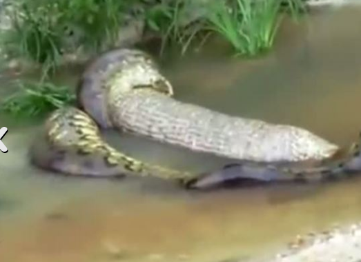 Dev yılan koca ineği böyle yuttu - Resim: 1